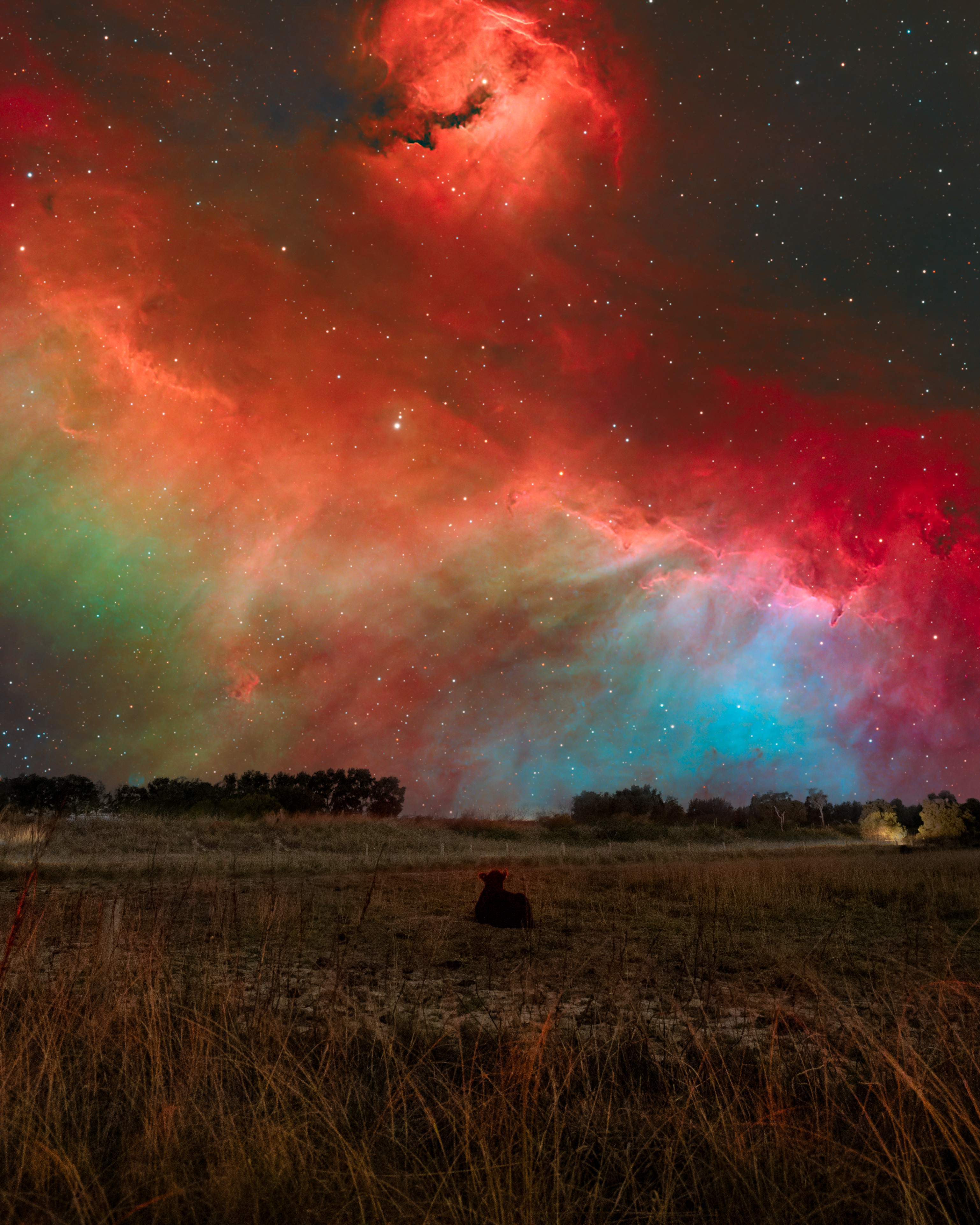 Cow Under Nebula